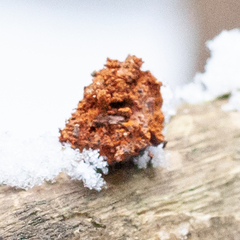 Pycnoporellus fulgens