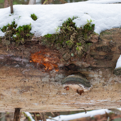 Pycnoporellus fulgens