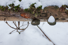 Pycnoporellus fulgens