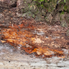 Pycnoporellus fulgens