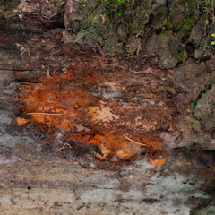 Pycnoporellus fulgens