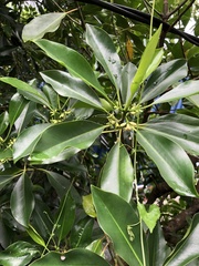 Rhizophora apiculata