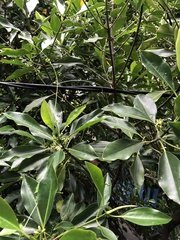 Rhizophora apiculata
