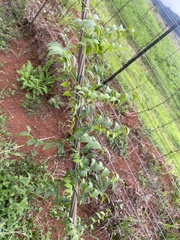 Asparagus asparagoides