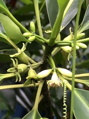 Rhizophora apiculata