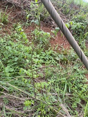 Asparagus asparagoides