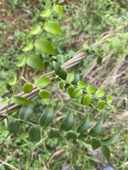 Asparagus asparagoides
