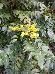 Berberis × hortensis