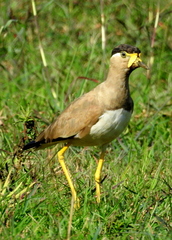 Vanellus malabaricus