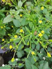 Ranunculus sceleratus