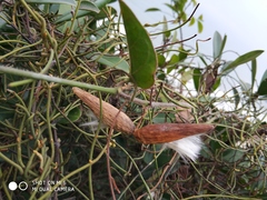 Strophanthus