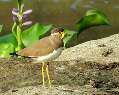 Vanellus malabaricus
