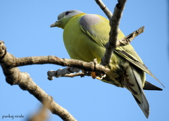 Treron phoenicopterus