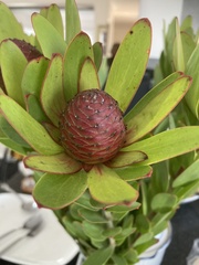 Leucadendron sessile