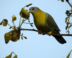 Treron phoenicopterus