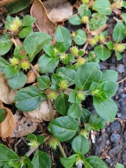 Alternanthera pungens