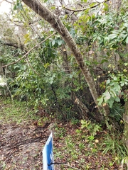 Zanthoxylum clava-herculis