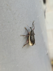 Alocorhinus curtisii