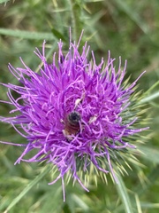 Apis mellifera scutellata