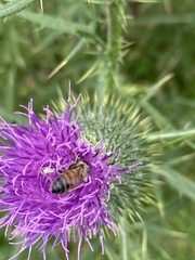 Apis mellifera scutellata