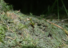 Buxbaumia viridis
