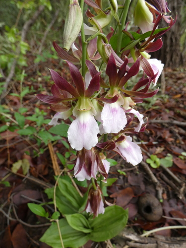 Eulophia guineensis