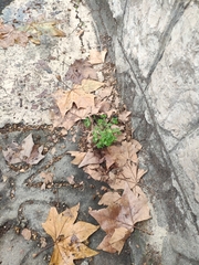 Euphorbia peplus