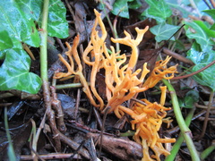 Clavulinopsis corniculata