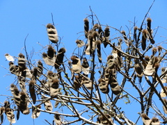 Centrolobium tomentosum