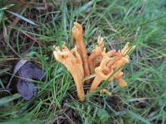 Clavulinopsis corniculata