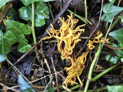 Clavulinopsis corniculata