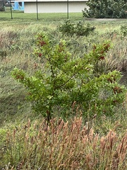 Schinus terebinthifolia