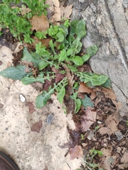 Crepis sancta