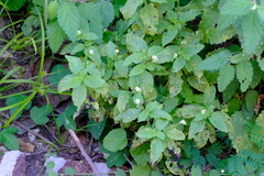 Heliotropium angiospermum