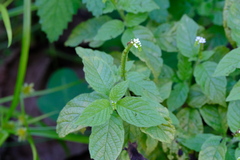 Heliotropium angiospermum