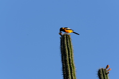 Icterus icterus