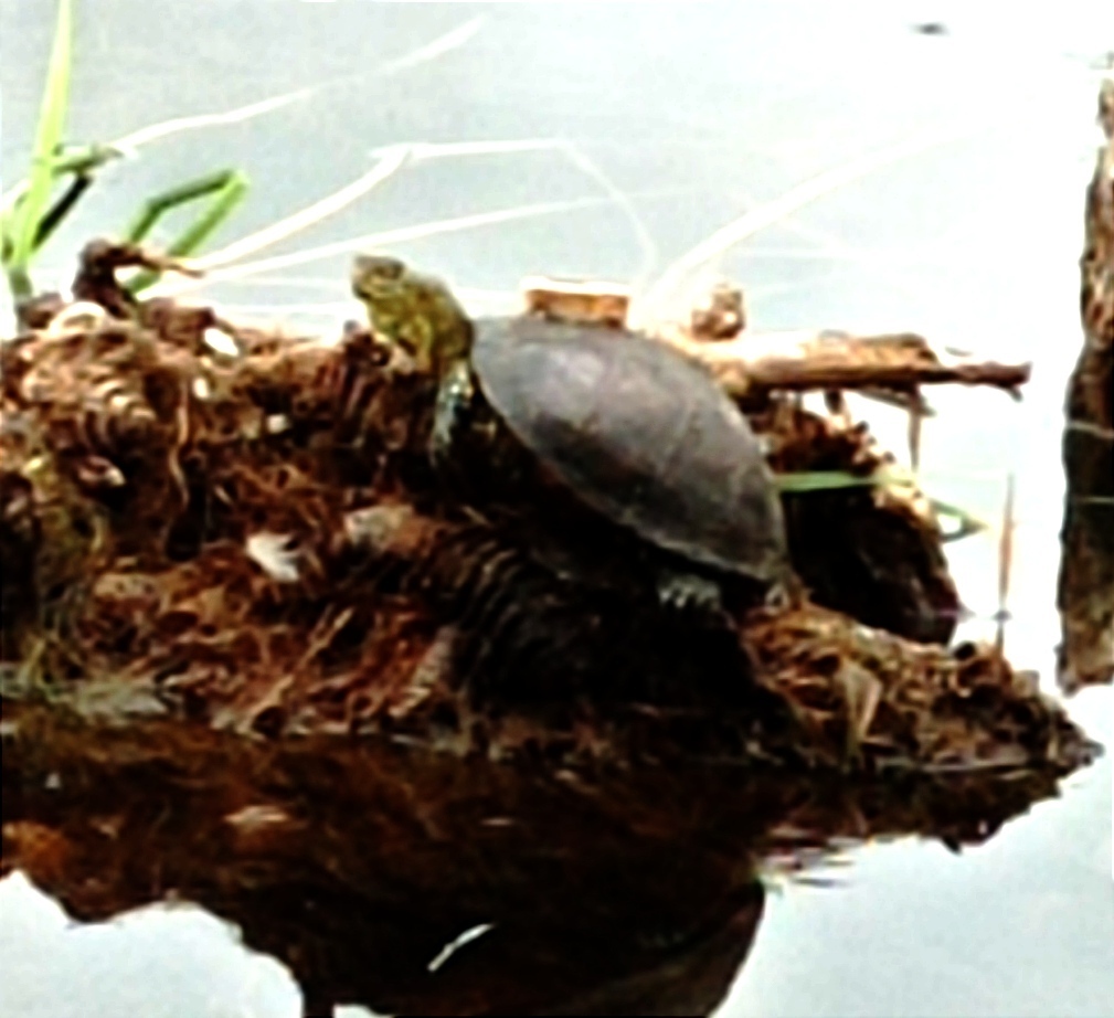 European Pond Turtle in July 2022 by Rosa González Alcalde · iNaturalist