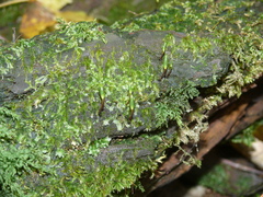 Buxbaumia viridis