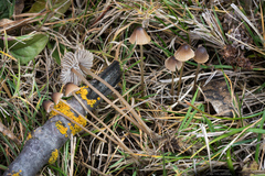 Mycena olivaceomarginata