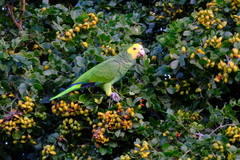 Amazona barbadensis