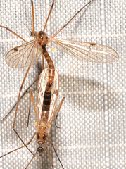 Teucholabis complexa