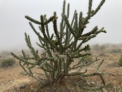 Cylindropuntia
