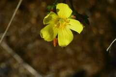 Linum africanum