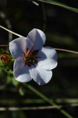 Adenandra