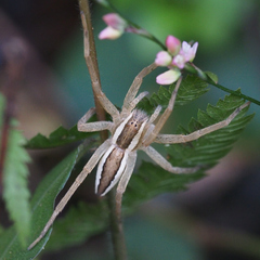 Dolomedes sulfureus