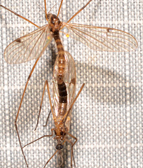 Teucholabis complexa