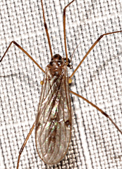 Teucholabis complexa