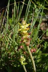 Lachenalia lutea