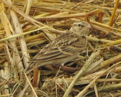 Calandrella dukhunensis