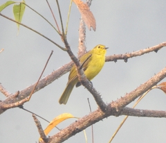 Iole indica